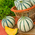 Дыня  Апельсиновая