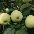 Дерево-сад (2-3х летка) яблоня 2 сорта Налив белый - Папировка
