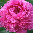 Пион видовой Rubra Plena