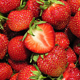 Земляника садовая Кент