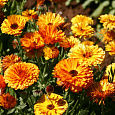 Календула Смесь окрасок