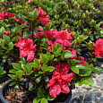 Азалия японская Викс Скарлет