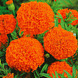 Бархатцы прямостоячие Гавайи
