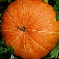 Тыква крупноплодная Улыбка