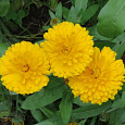 Календула махровая Золотой император