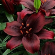 Лилия азиатская Форейнер