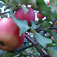 Яблоня  Апорт кроваво-красный