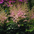 Астильба простолистная Hennie Graafland
