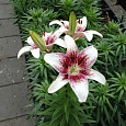 Лилия азиатская Трайбал Кисс