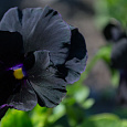 Анютины глазки Черный король