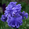 Ирис германский Yaquina  Blue Ирис германский Yaquina  Blue