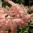 Астильба японская Пич Блоссом Астильба японская Пич Блоссом