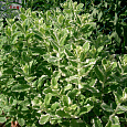 Мята душистая Variegata 