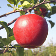 Яблоня Лигол