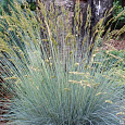 Молиния тростниковая Fontane