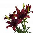 Лилия азиатская Форейнер