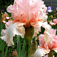 Ирис бородатый Блашинг Пинк
