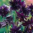 Аквилегия гибридная МакКаны Барлоу Блэк
