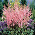 Астильба простолистная Бронс Элеганс