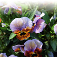 Виола (Фиалка, Анютины глазки) гибридная Акварель фламбе лиловый