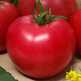 Томат Василина
