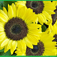 Подсолнечник однолетний Джекпот
