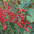 Смородина красная Памятная