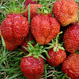 Земляника садовая Деройял