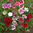 Гвоздика перистая Смесь окрасок