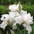 Ирис германский English Cottage
