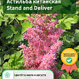 Астильба китайская Stand and Deliver Астильба китайская Stand and Deliver