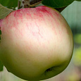 Яблоня Непобедимый