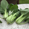 Капуста Китайская Ласточка