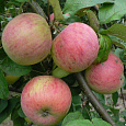 Яблоня Уральское розовое