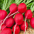 Редис Ранний красный Редис Ранний красный