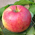 Дерево-сад (2-3х летка) яблоня 2 сорта Орловим - Мелба