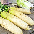 Дайкон  Русский размер F1 Дайкон  Русский размер F1