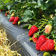 Земляника садовая Юбилейная Говоровой