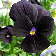 Анютины глазки Черный король