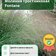 Молиния тростниковая Fontane