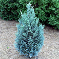 Кипарисовик Лавсона Пелтс Блю