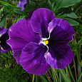 Виола крупноцветковая Селло Пьюр Мид Блю